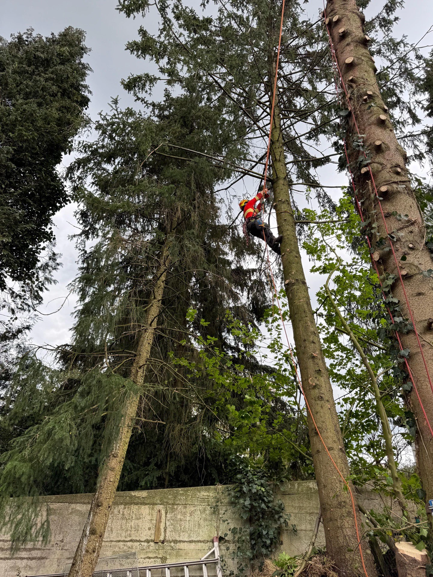 Baumdienst im Einsatz – JS Dienstleistungen GmbH